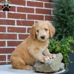 Jax, Goldendoodle Puppy