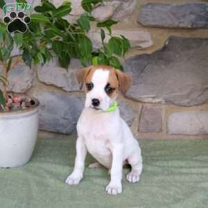 Jax, Boxador Puppy