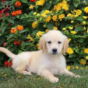 Jax, Golden Retriever Puppy