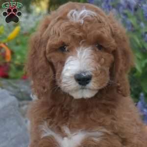 Jax, Mini Goldendoodle Puppy