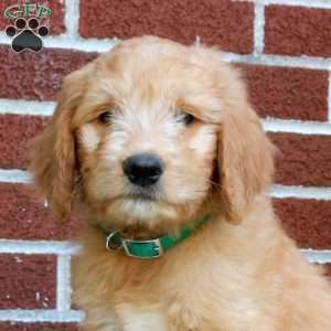 Jax, Goldendoodle Puppy