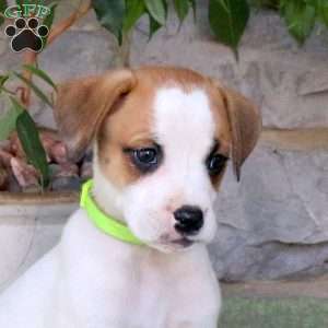 Jax, Boxador Puppy