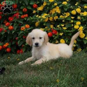 Jax, Golden Retriever Puppy