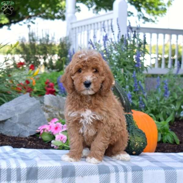 Jay, Mini Goldendoodle Puppy