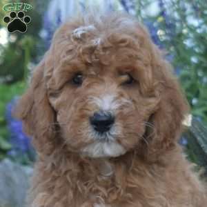 Jay, Mini Goldendoodle Puppy