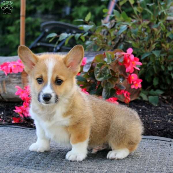 Jay, Pembroke Welsh Corgi Puppy