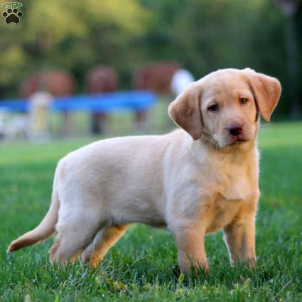 Jayda, Yellow Labrador Retriever Puppy