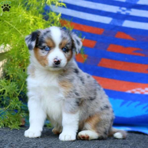 Jayda, Miniature Australian Shepherd Puppy