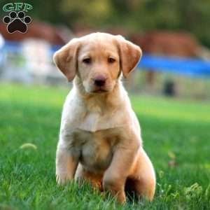 Jayda, Yellow Labrador Retriever Puppy