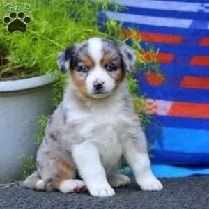Jayda, Miniature Australian Shepherd Puppy