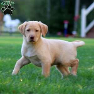 Jayda, Yellow Labrador Retriever Puppy