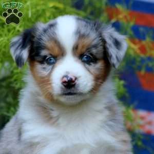 Jayda, Miniature Australian Shepherd Puppy