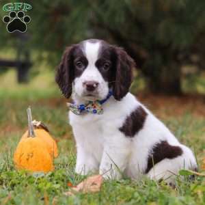 Jayden, English Springer Spaniel Puppy