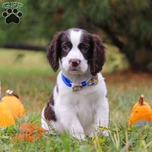 Jayden, English Springer Spaniel Puppy