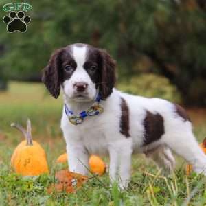 Jayden, English Springer Spaniel Puppy