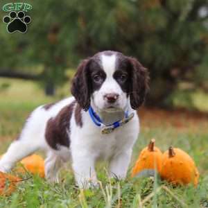 Jayden, English Springer Spaniel Puppy