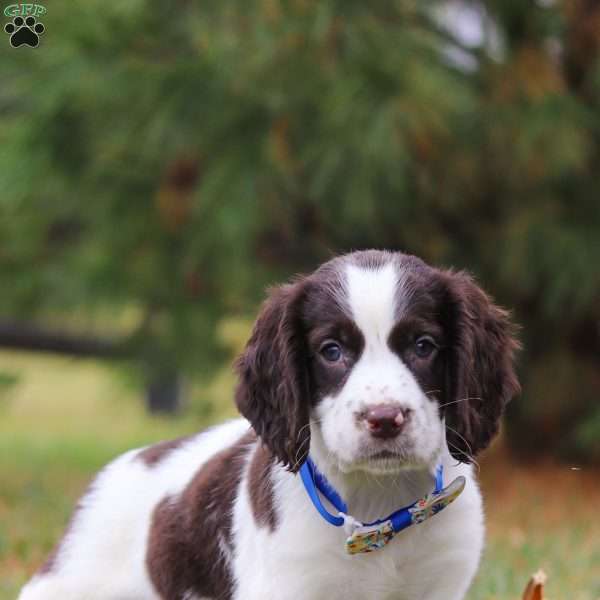 Jayden, English Springer Spaniel Puppy