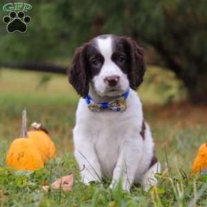 Jayden, English Springer Spaniel Puppy