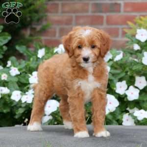 Jazzy, Mini Goldendoodle Puppy