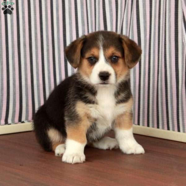 Jean, Welsh Corgi Mix Puppy