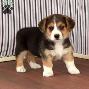Jean, Welsh Corgi Mix Puppy