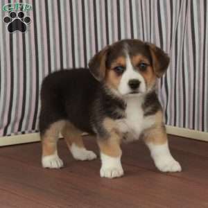 Jean, Welsh Corgi Mix Puppy