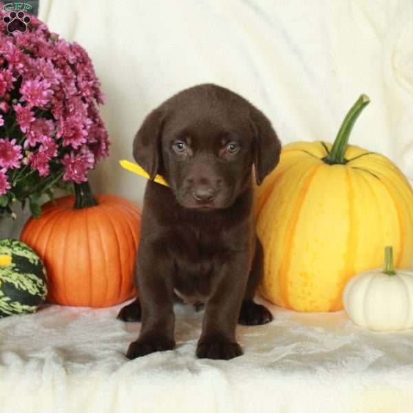 Jelly, Chocolate Labrador Retriever Puppy