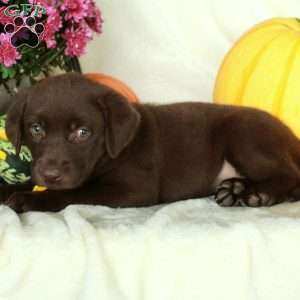 Jelly, Chocolate Labrador Retriever Puppy
