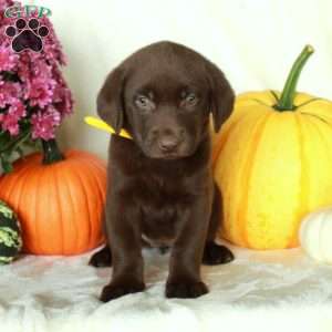 Jelly, Chocolate Labrador Retriever Puppy