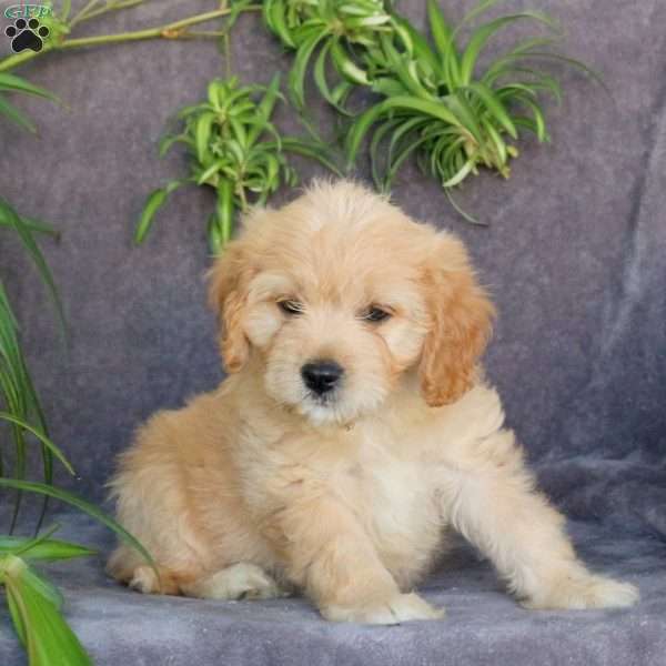 Jenna, Cavachon Puppy