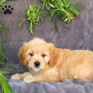 Jenna, Cavachon Puppy