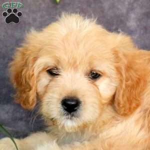 Jenna, Cavachon Puppy