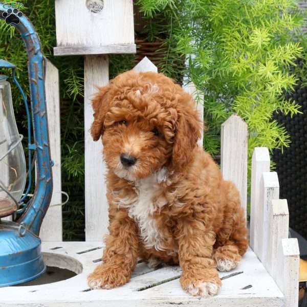 Jennifer, Miniature Poodle Puppy