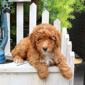 Jennifer, Miniature Poodle Puppy
