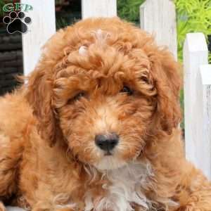 Jennifer, Miniature Poodle Puppy