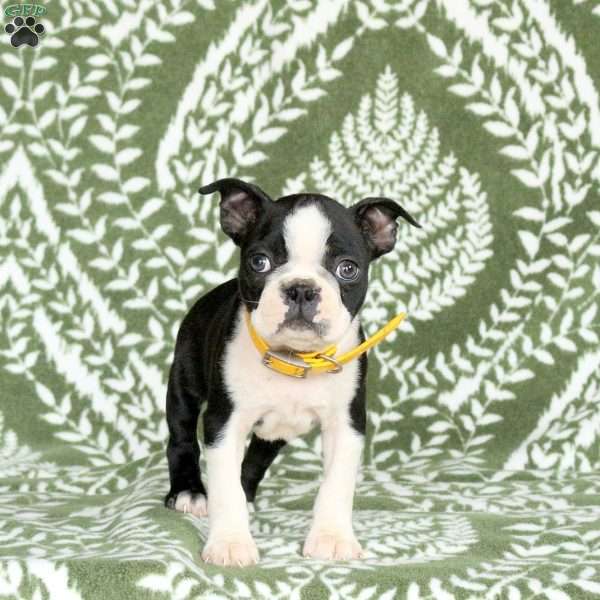 Jeremy, Boston Terrier Puppy
