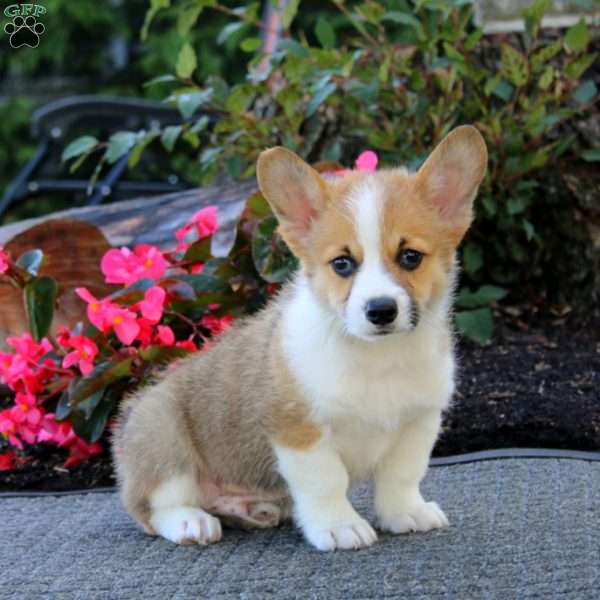 Jerry, Pembroke Welsh Corgi Puppy