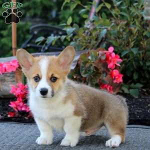 Jerry, Pembroke Welsh Corgi Puppy