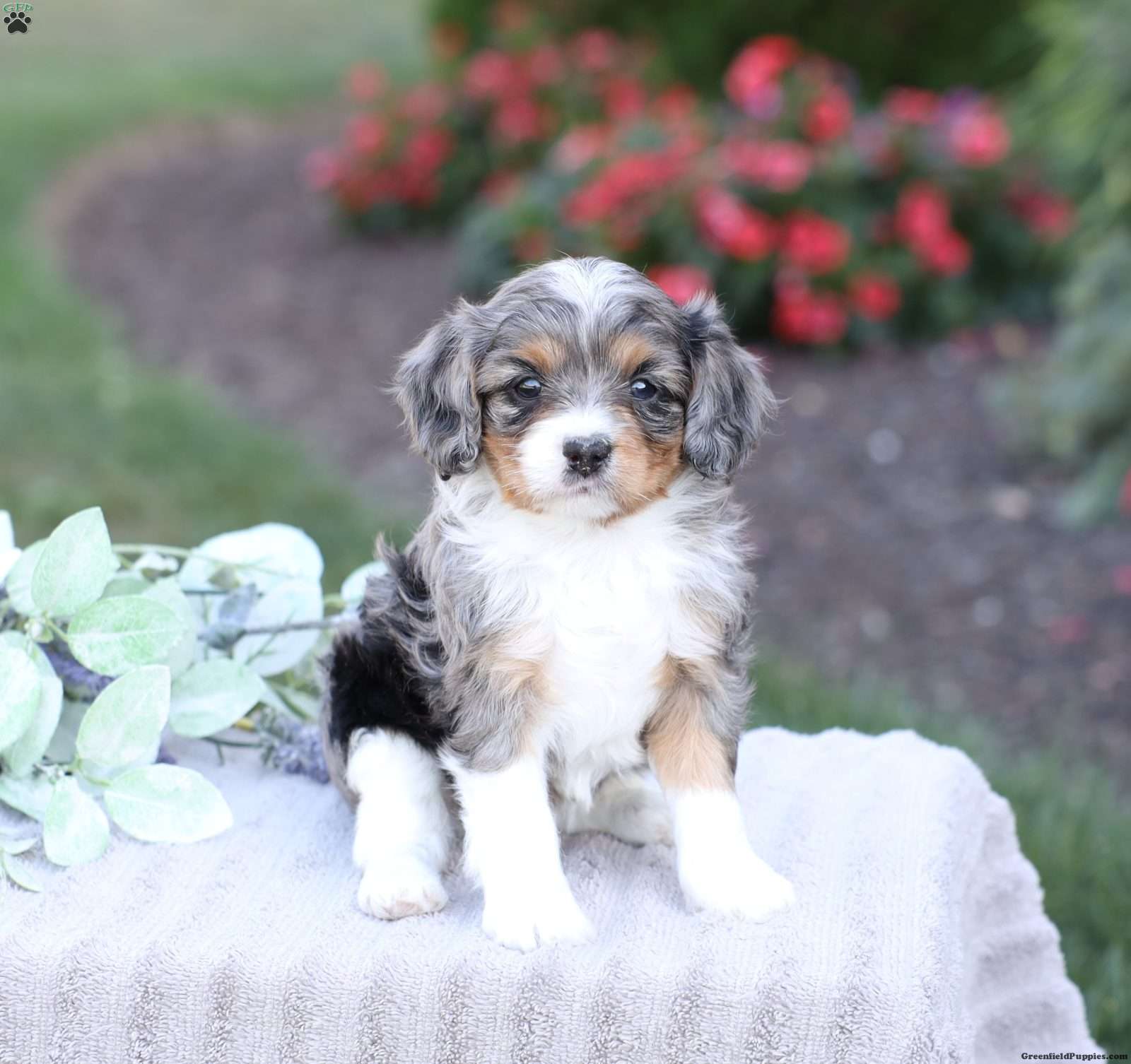 Jessa - Cavapoo Puppy For Sale in Pennsylvania