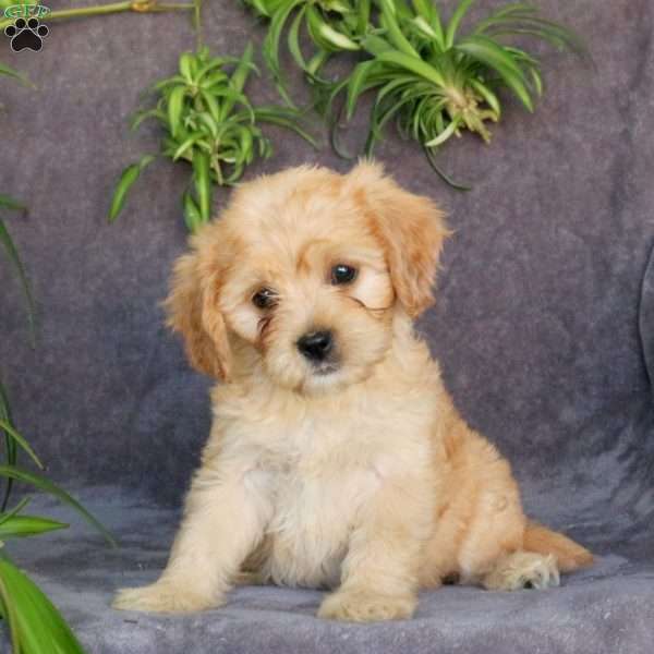 Jessie, Cavachon Puppy