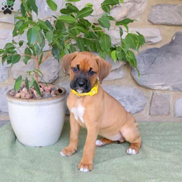 Jessie, Boxador Puppy