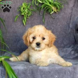 Jessie, Cavachon Puppy