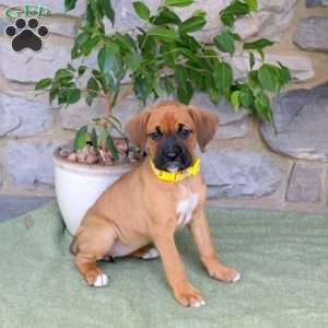 Jessie, Boxador Puppy
