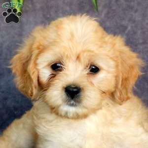 Jessie, Cavachon Puppy