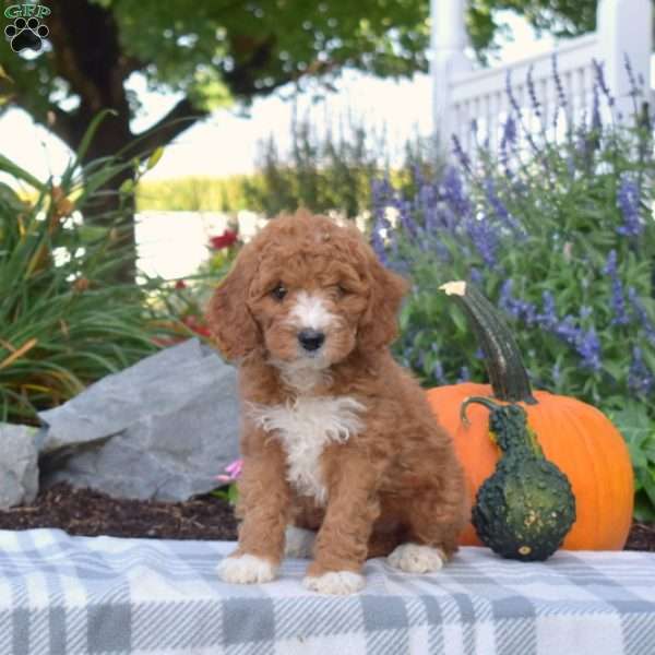 Jiffy, Mini Goldendoodle Puppy