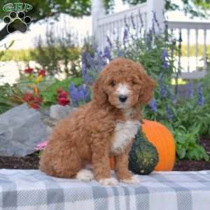 Jiffy, Mini Goldendoodle Puppy