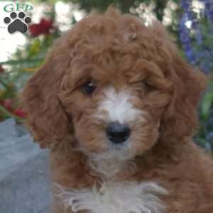 Jiffy, Mini Goldendoodle Puppy