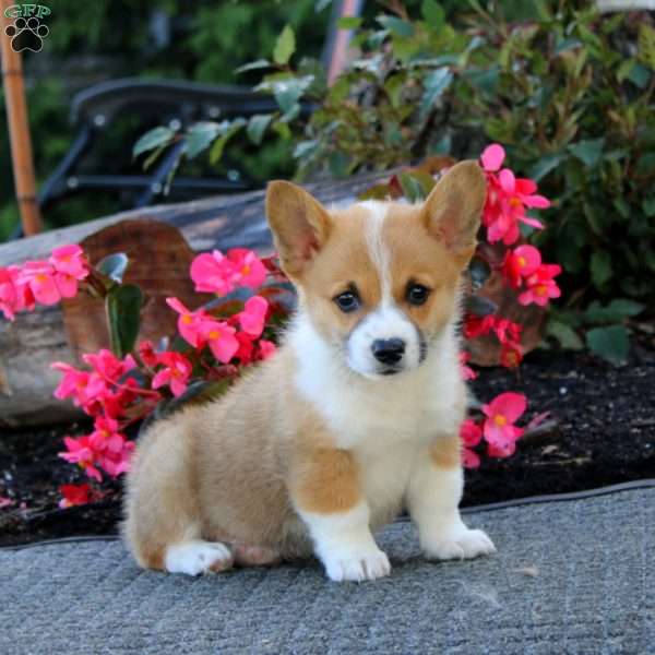 Jimmy, Pembroke Welsh Corgi Puppy