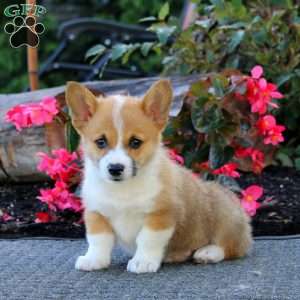 Jimmy, Pembroke Welsh Corgi Puppy