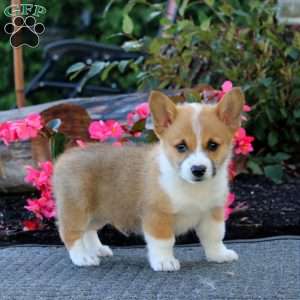 Jimmy, Pembroke Welsh Corgi Puppy